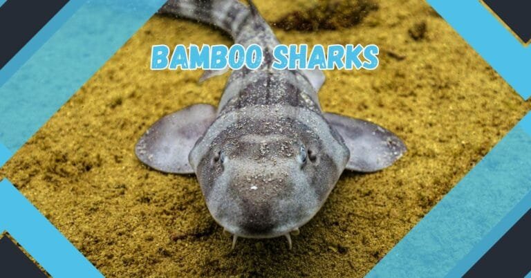 Types of Bamboo Sharks and Their Unique Features Bamboo sharks