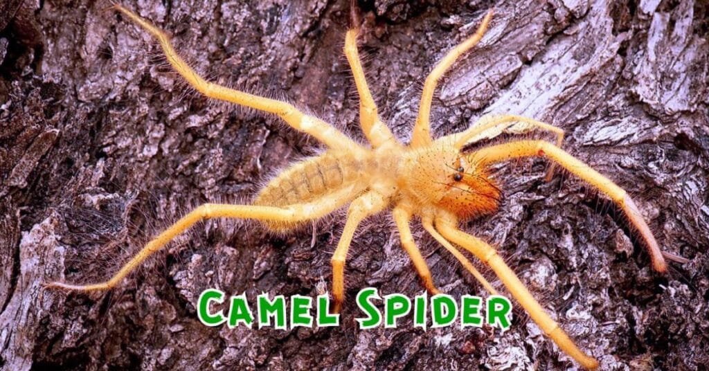Camel Spider Facts: Size, Myths, Habitat, and Recent Updates Camel Spider