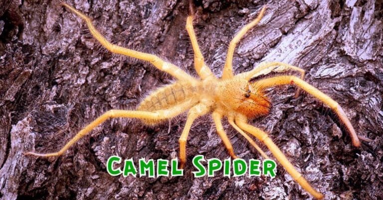 Camel Spider Facts: Size, Myths, Habitat, and Recent Updates Camel Spider