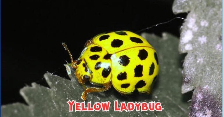 Yellow Ladybug: Meaning, Symbolism, Facts, and Latest Insights Yellow Ladybug